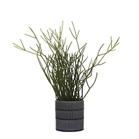 13" Pencil Cactus in Blue Ceramic Pot by Ashland®