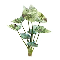 18.5" Green Varigated Caladium Foliage Bushes, 6ct.