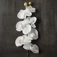 Phaleanopsis Orchid by Ashland®