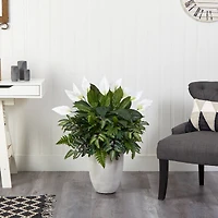 3ft. Mixed Peace Lily Plant in Decorative White Planter