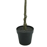6ft. Potted Shady Lady Tree by Ashland®