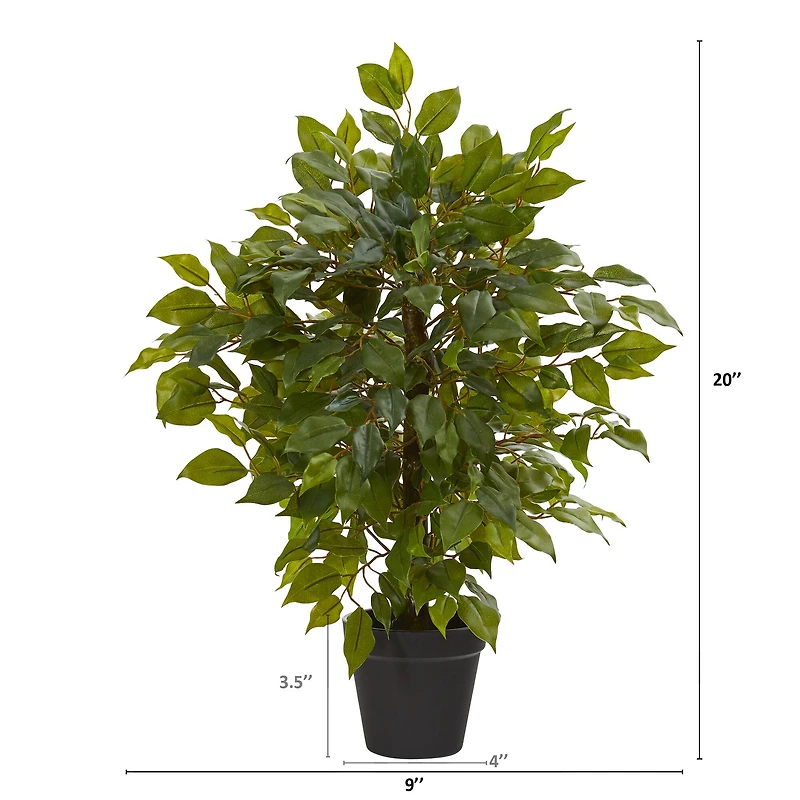 20" Potted Mini Ficus Tree