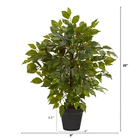 20" Potted Mini Ficus Tree