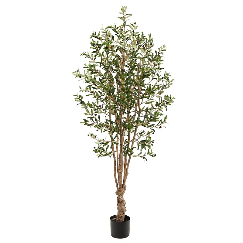 5ft. Potted Olive Tree