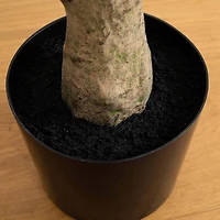 8ft. Potted Maple Tree