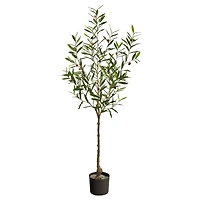 5ft. Potted Olive Tree