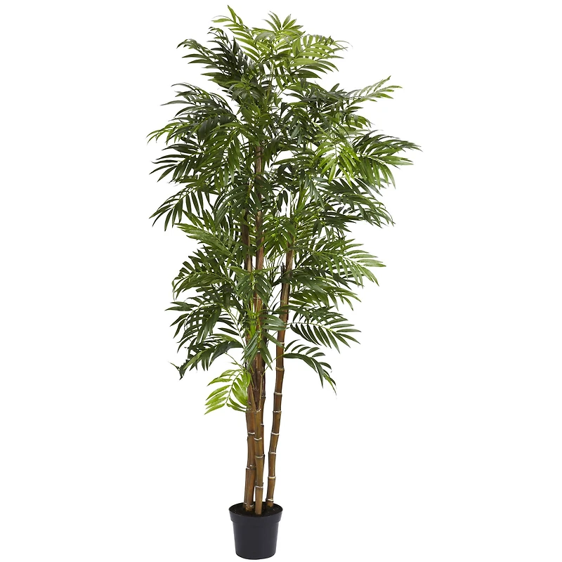 6ft. Potted Bella Palm Tree