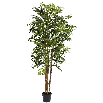 6ft. Potted Bella Palm Tree