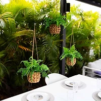 10" UV-Resistant Boston Ferns in Hanging Wicker Baskets, 3ct.