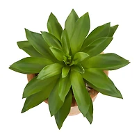 11" Giant Succulent in Terracotta Planter