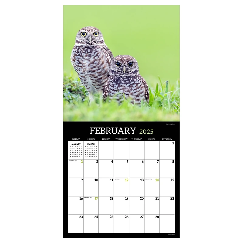 TF Publishing 2025 Owls Wall Calendar