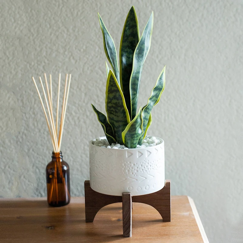 Flora Bunda® 15.5" Snake Plant In 5" Caveman Ceramic Planter