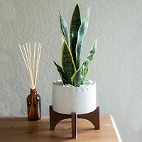 Flora Bunda® 15.5" Snake Plant In 5" Caveman Ceramic Planter