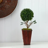 19" Boxwood Topiary Tree in Red Planter