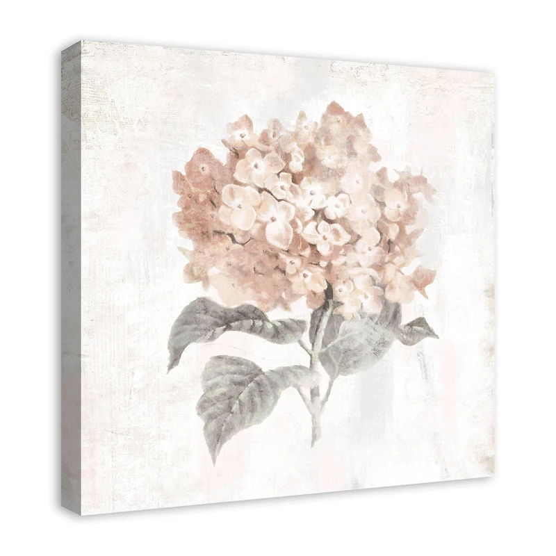 Blush Hydrangea 24" x 24" Canvas Wall Art