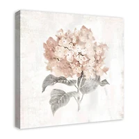 Blush Hydrangea 24" x 24" Canvas Wall Art