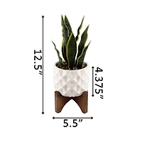 Flora Bunda® 12.5" Snake Plant in Ceramic Planter with Stand
