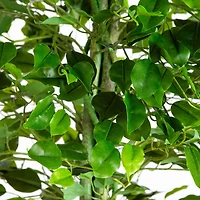 6.5ft. UV Resistant Artificial Ficus Tree (Indoor/Outdoor)