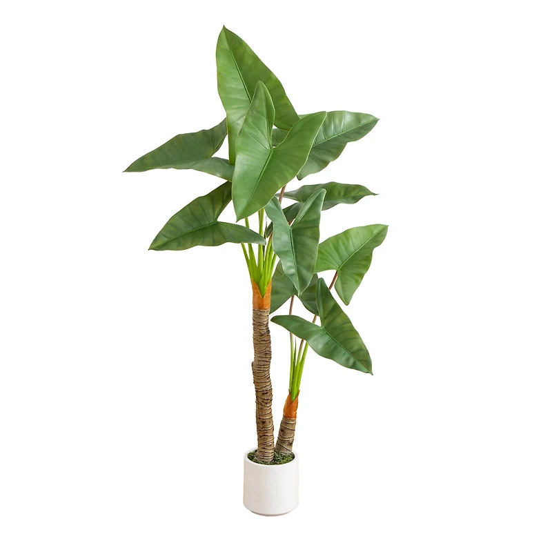 5.5ft. Arrowhead Philodendron in White Decorative Planter