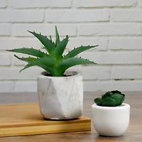 6" Green Aloe Succulent in Cement Pot