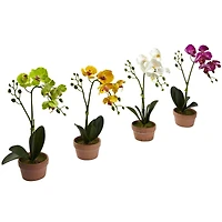 13" Orchid with Clay Vase, 4ct.