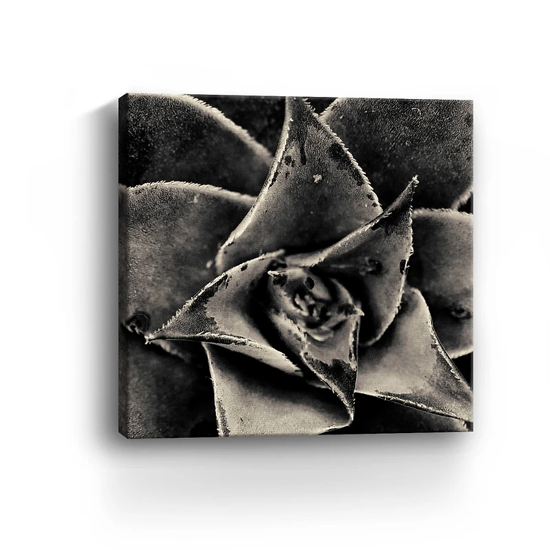 Lumaprints Seattle Succulents Giclée Canvas