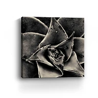 Lumaprints Seattle Succulents Giclée Canvas