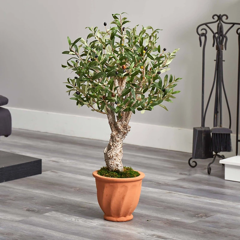 3ft. Olive Tree in Terracotta Planter