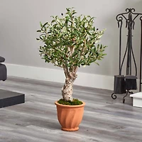3ft. Olive Tree in Terracotta Planter