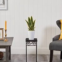 18" Snake Plant in Decorative White Planter