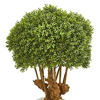 3ft. Boxwood Topiary Tree in Sandstone Planter