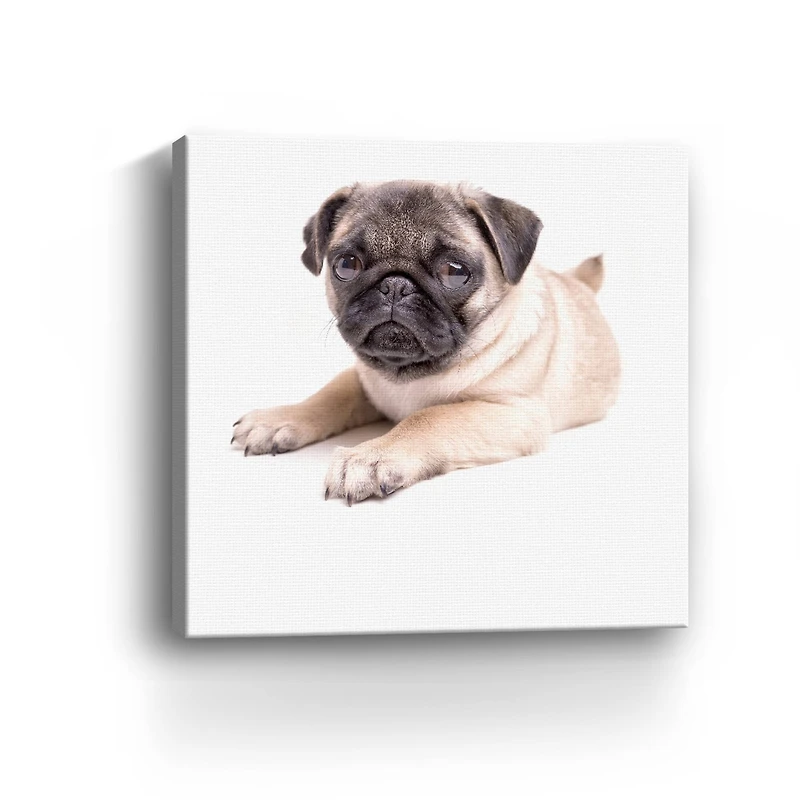 Lumaprints Cute Pug Puppy Canvas Giclée Art