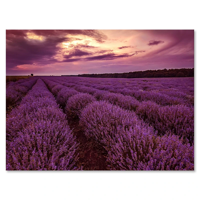 Designart - Sunrise & Dramatic Clouds Over Lavender Field III