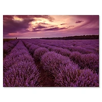 Designart - Sunrise & Dramatic Clouds Over Lavender Field III