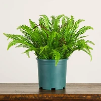 23in. UV Resistant Artificial Boston Fern Plant with Real Touch Leaves (Indoor/Outdoor)