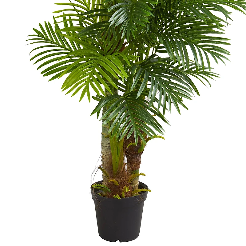 6ft. Potted Hawaii Palm