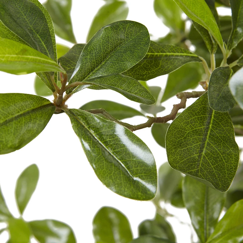 6ft. Potted Black Olive Tree
