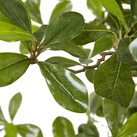 6ft. Potted Black Olive Tree