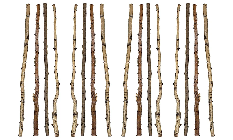 Hello Honey® 59" Long Wood Birch Branches, 16ct.