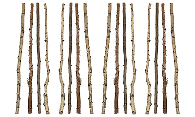 Hello Honey® 59" Long Wood Birch Branches, 16ct.