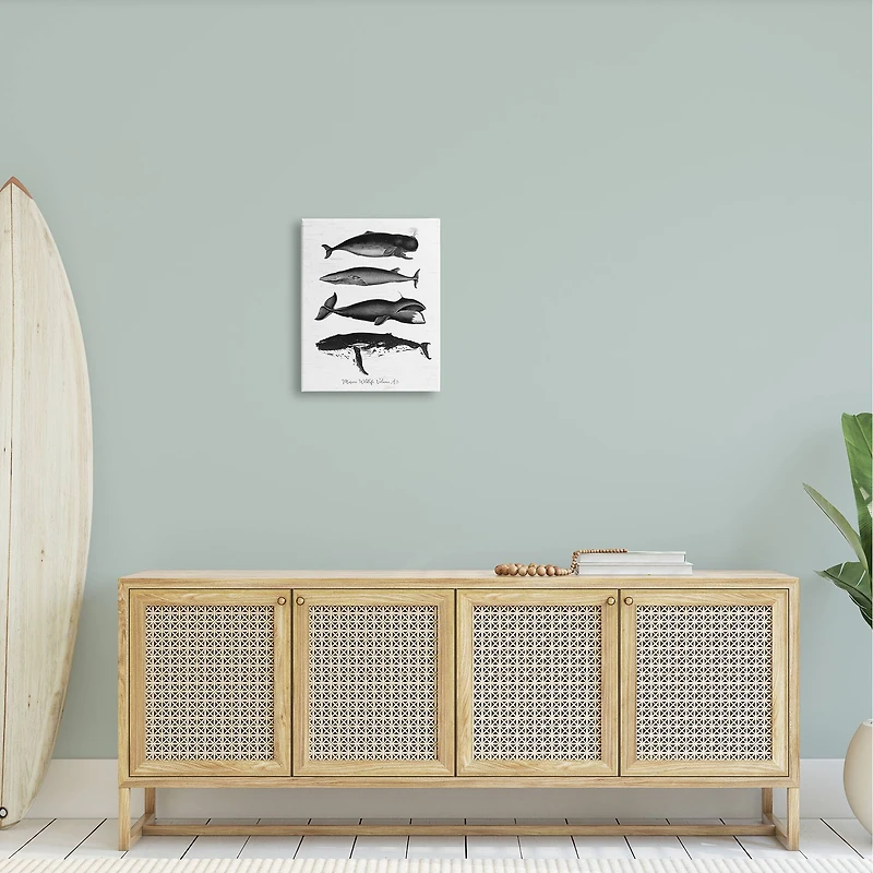 Stupell Industries Marine Wildlife Whales Drawings Diagram Canvas Wall Art