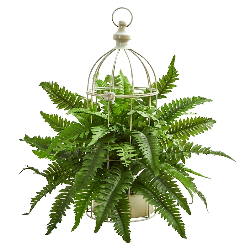 19" Boston Fern Plant in Decorative Cage
