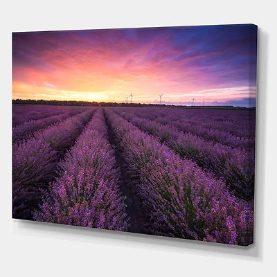 Designart - Sunrise & Dramatic Clouds Over Lavender Field XIII