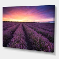 Designart - Sunrise & Dramatic Clouds Over Lavender Field XIII