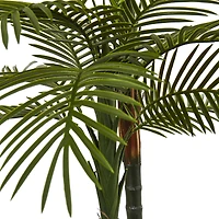 5.5ft. Potted Double Robellini Palm Tree