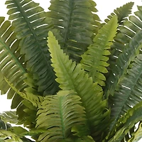 Boston Fern Bush Fern Collection by Ashland