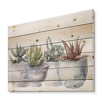 Designart - Cactus and Succulent House Plants IV