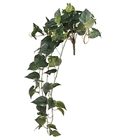 Hanging Pothos Bush by Ashland®