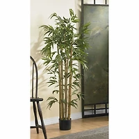 4ft. Potted Bambusa Bamboo Tree
