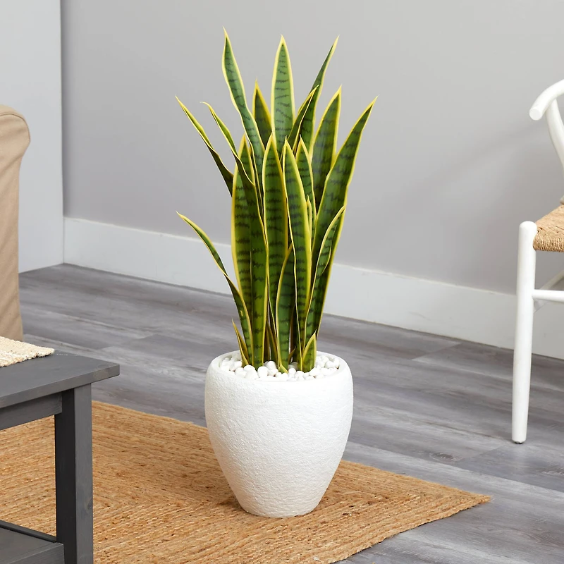 2.5ft. Green & Yellow Snake Plant in White Planter
